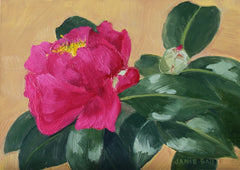 Camellia Sasanqua