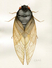 Cicada