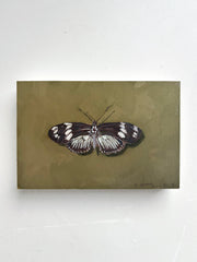 Doris Longwing Butterfly