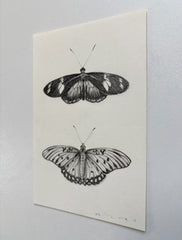 Doris Longwing & Gulf Fritillary Butterfly