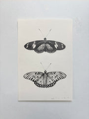 Doris Longwing & Gulf Fritillary Butterfly