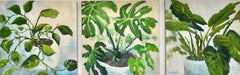 Monstera