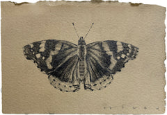 Red Admiral Butterfly