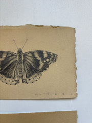 Red Admiral Butterfly