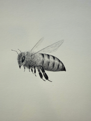 Bee 5