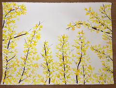 Forsythia