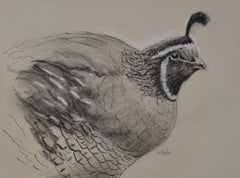 Charcoal Study Quail 1