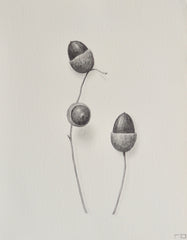 Acorn Study 5