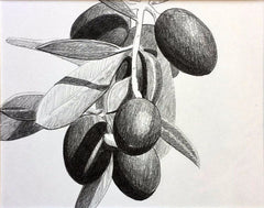 Loose Olive Study