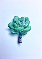Succulent Study 1