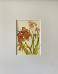 Mauve Iris