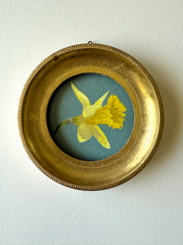 Daffodil xii