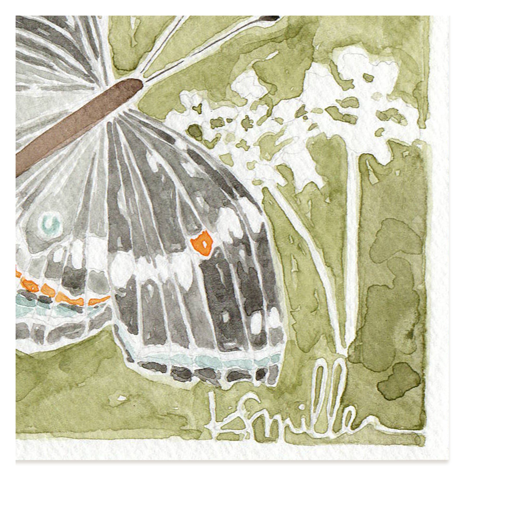 Butterflies 033