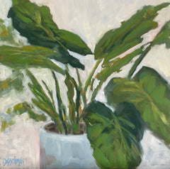 Elephant Ear