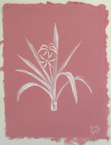 Crinum Lily