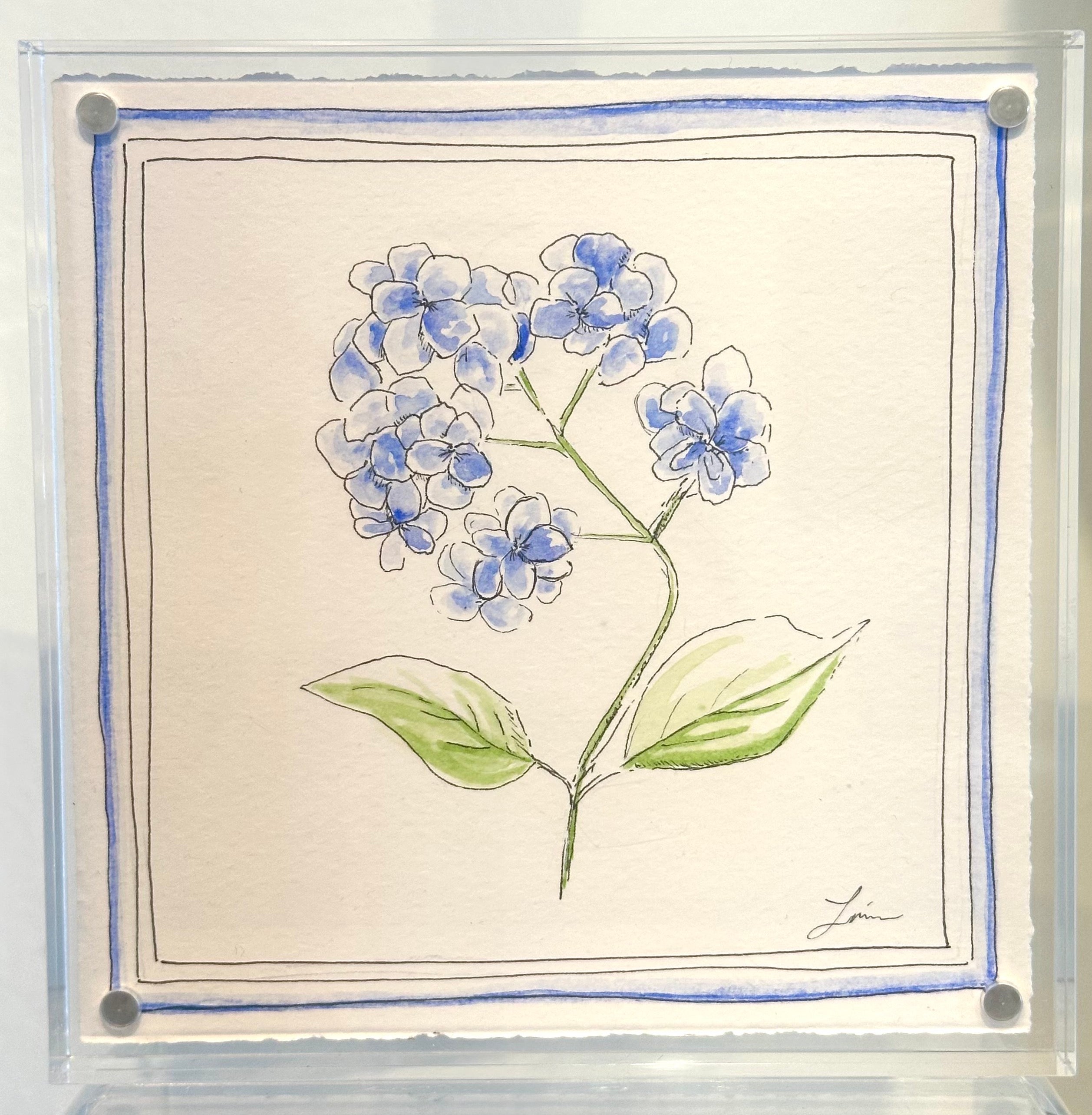 Hydrangea
