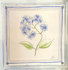 Hydrangea