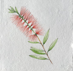 Melaleuca Citrina