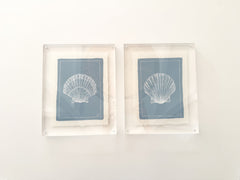 Petite Shell on Dust Blue No. 2