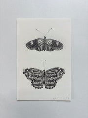 Postman & Mexican Bluewing Butterfly