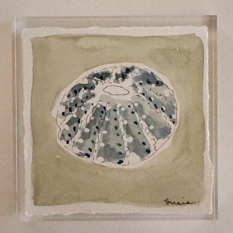Original Seashell 36