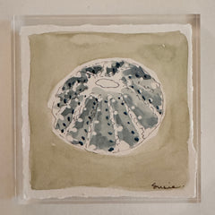Original Seashell 36