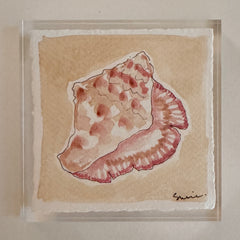 Original Seashell 5