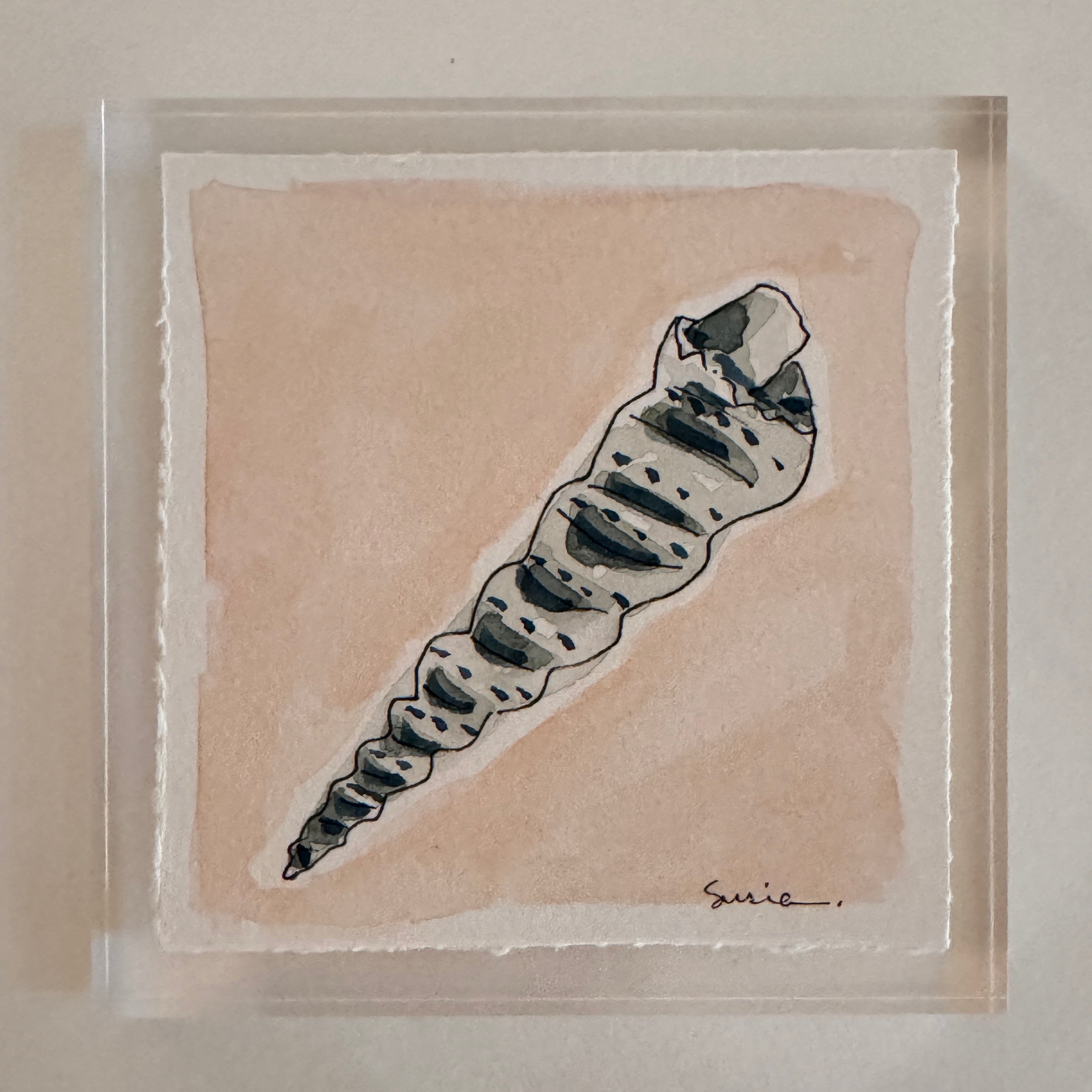 Original Seashell 6