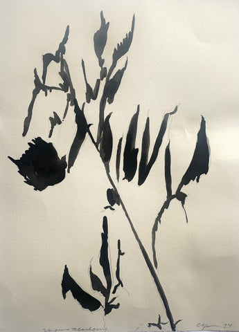 Virginia Blackberry Shadow