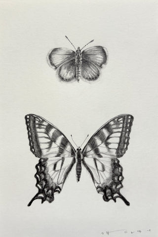 Western Pygmy Blue & Tiger Swallowtail Butterfly