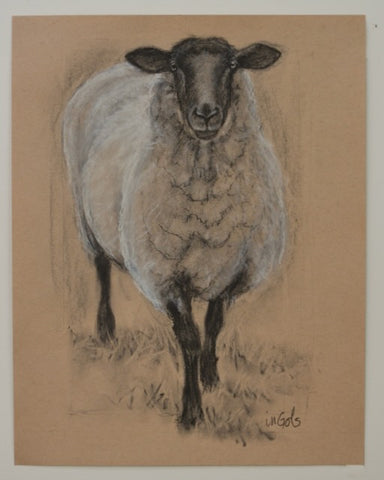 Shropshire Sheep Study
