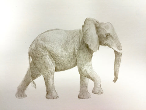 African Elephant