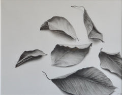 Leaf Study