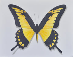 Butterfly Study 4