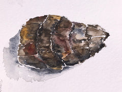 Oyster Pair