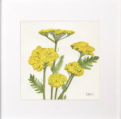 Yarrow