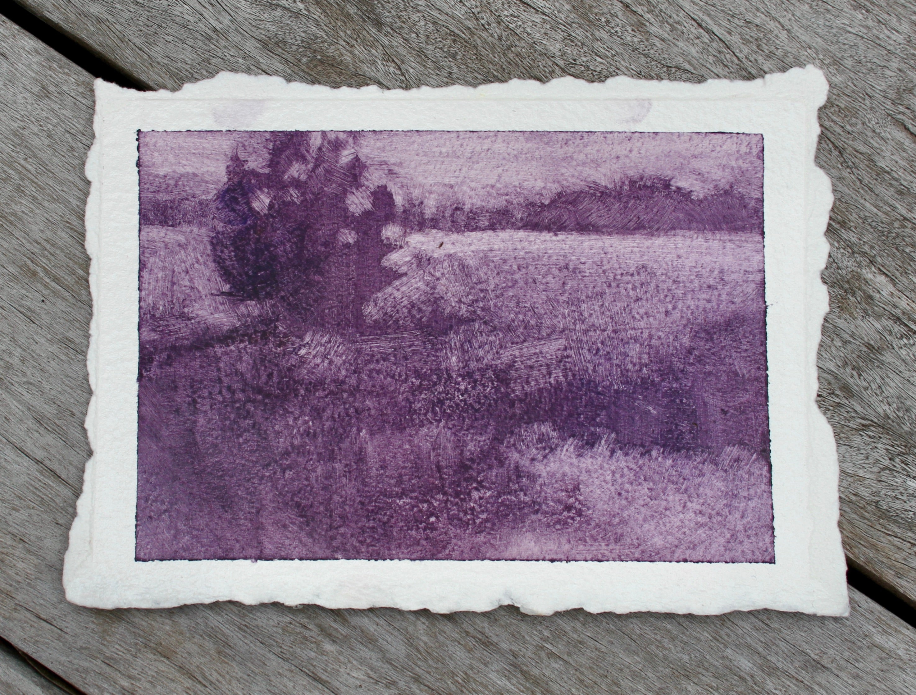 Lone Cedar - Dewees Island