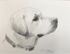 Labrador