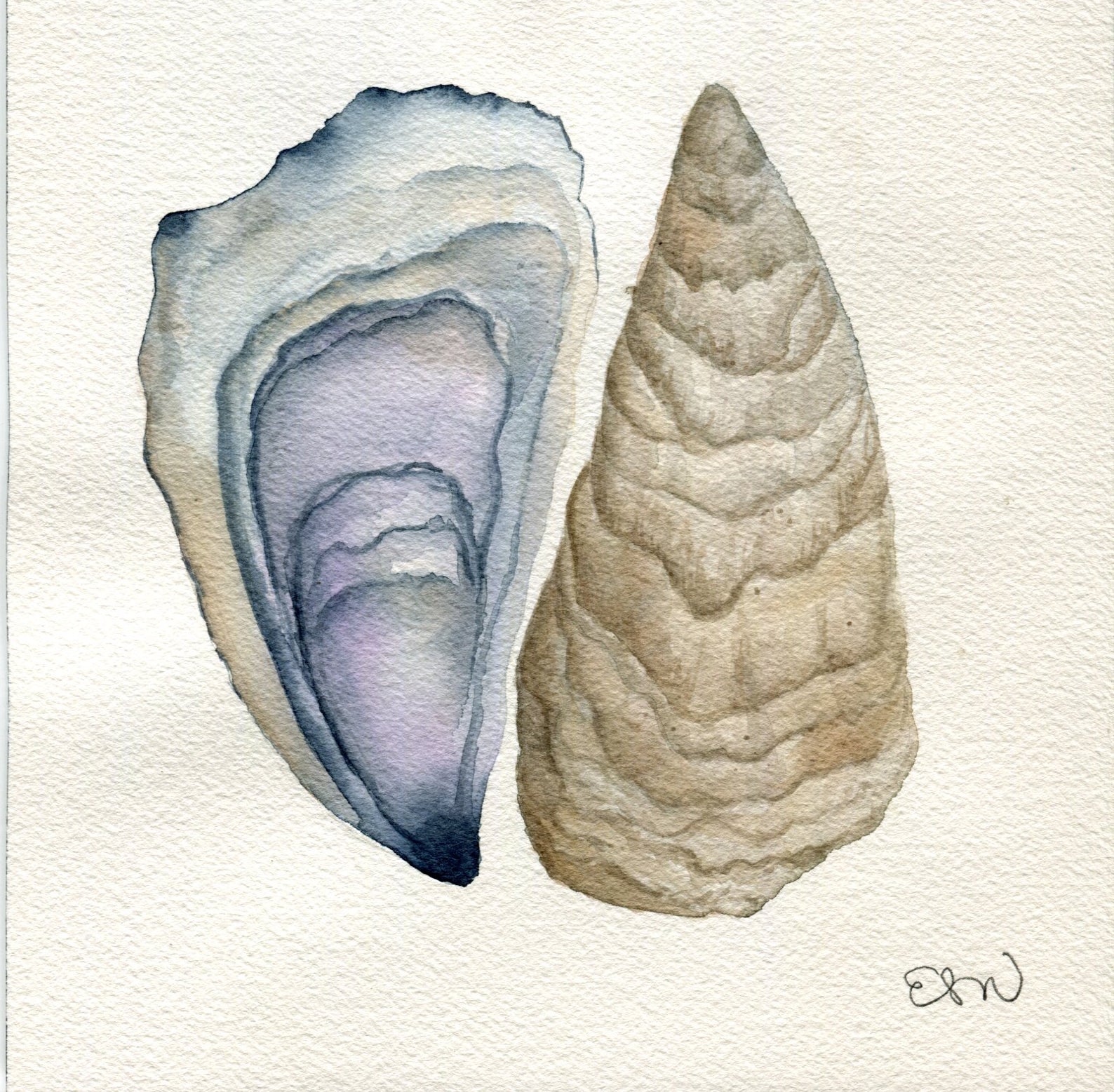 Oyster