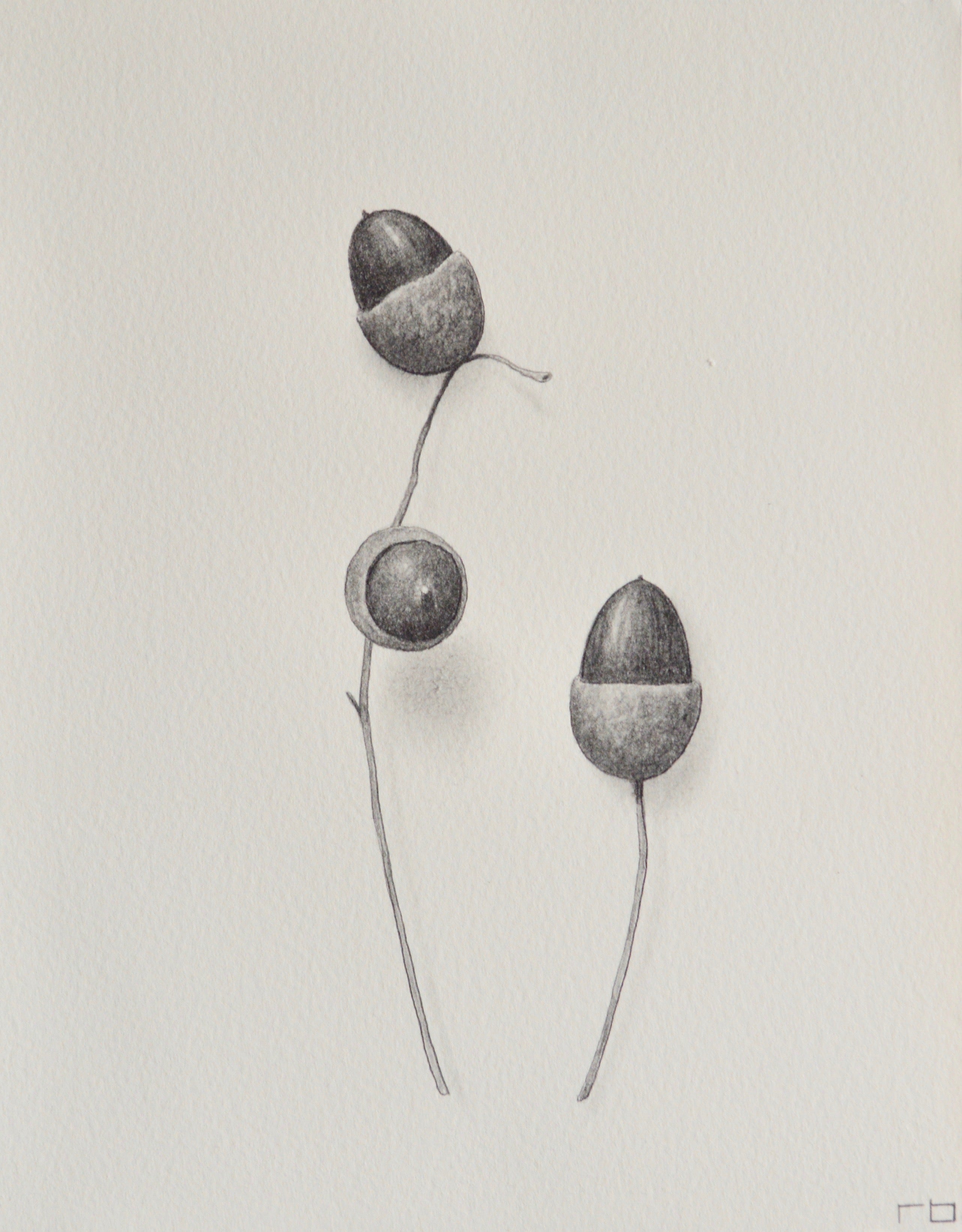 Acorn Study 5