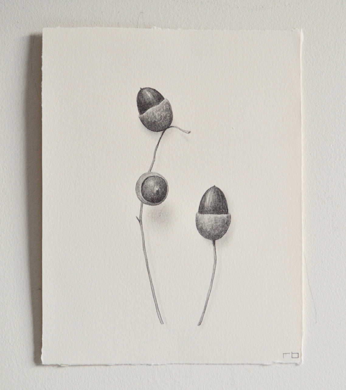 Acorn Study 5