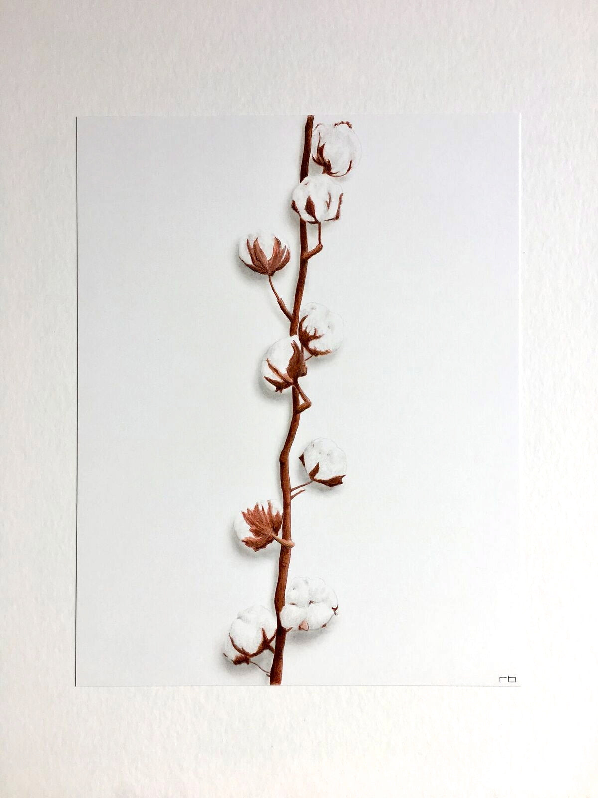 Cotton Study 2