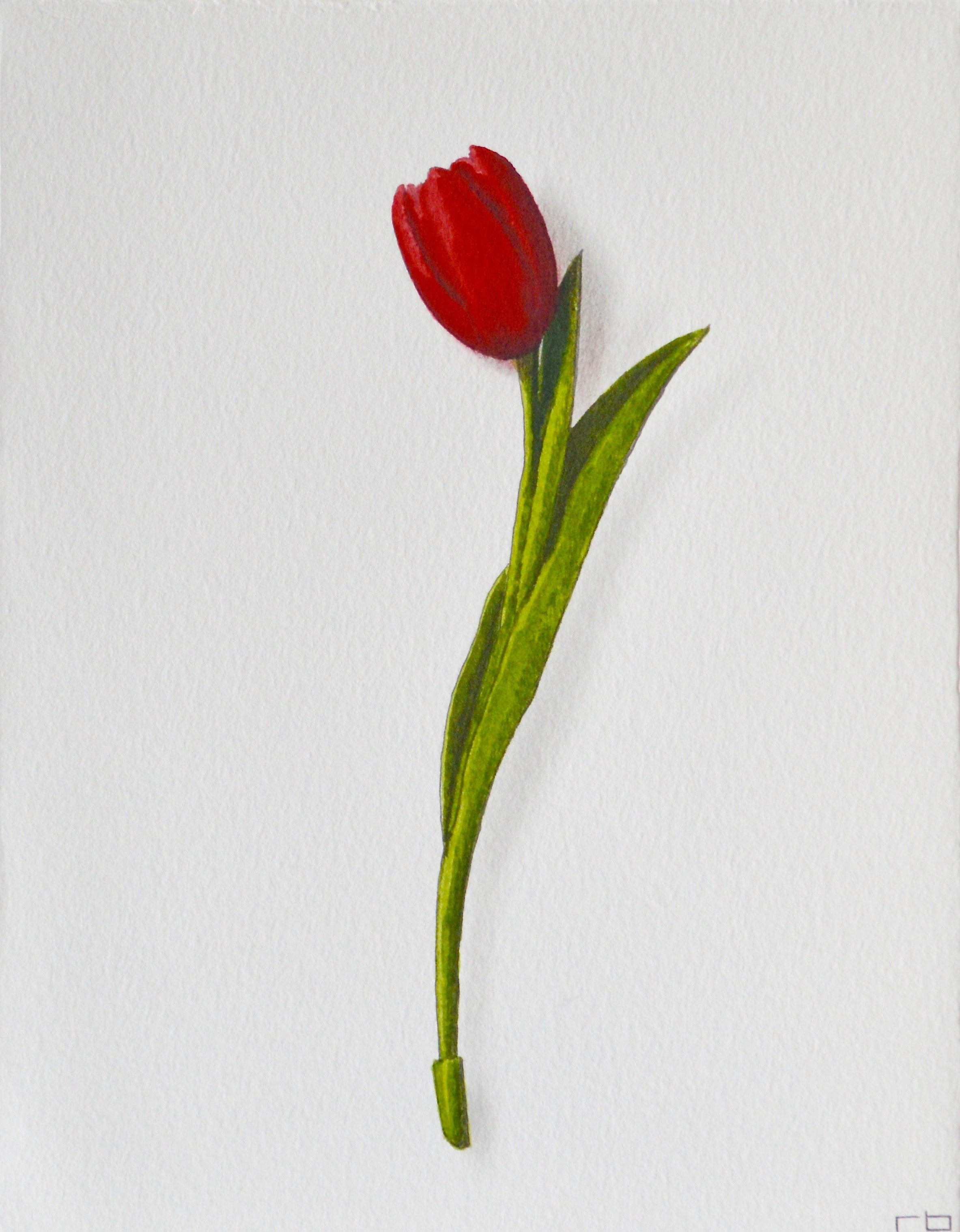 Red Tulip 1