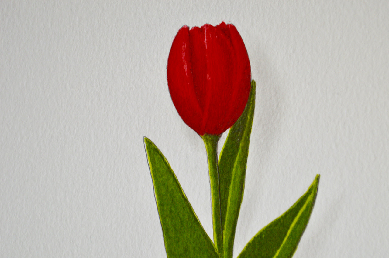 Red Tulip 2