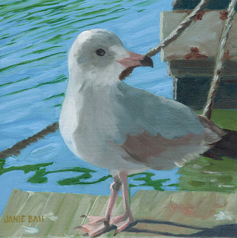 Shem Creek Seagull Attitude