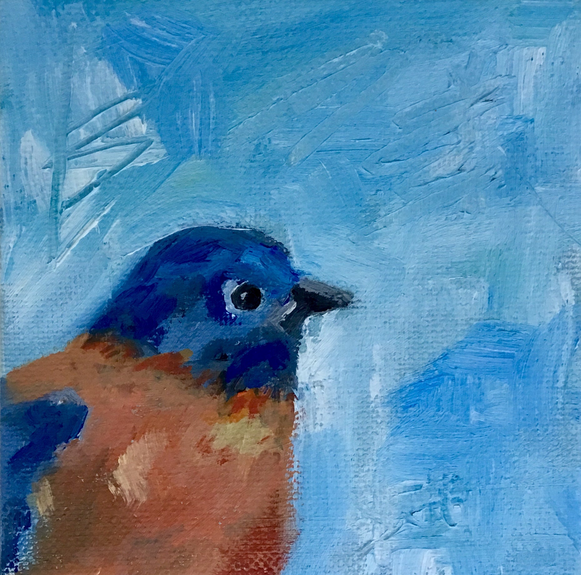 Eastern Bluebird
